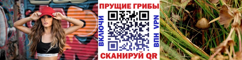 мега   Байкальск  Галлюциногенные грибы мицелий 