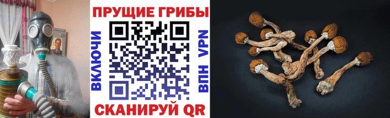 Галлюциногенные грибы Magic Shrooms Байкальск